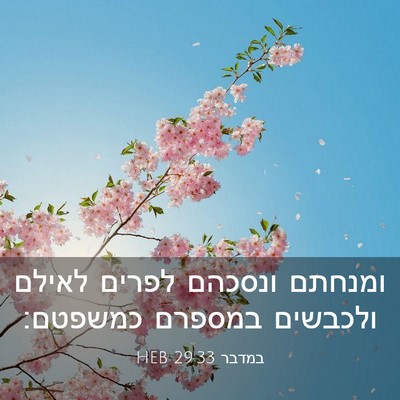 Picture 03 - במדבר 29:33 HEB - ומנחתם ונסכהם לפרים לאילם - Bible Verse Picture