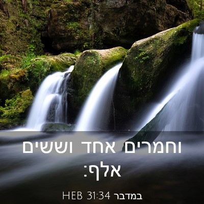 Picture 03 - במדבר 31:34 HEB - וחמרים אחד וששים - Bible Verse Picture