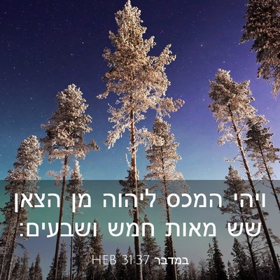 Picture 03 - במדבר 31:37 HEB - ויהי המכס ליהוה מן הצאן שש - Bible Verse Picture