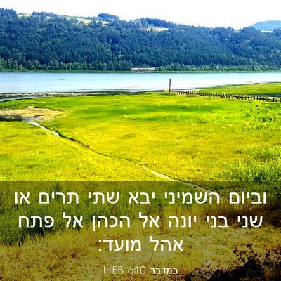 Picture 03 - במדבר 6:10 HEB - וביום השמיני יבא שתי תרים - Bible Verse Picture