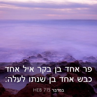Picture 03 - במדבר 7:15 HEB - פר אחד בן בקר איל אחד כבש - Bible Verse Picture