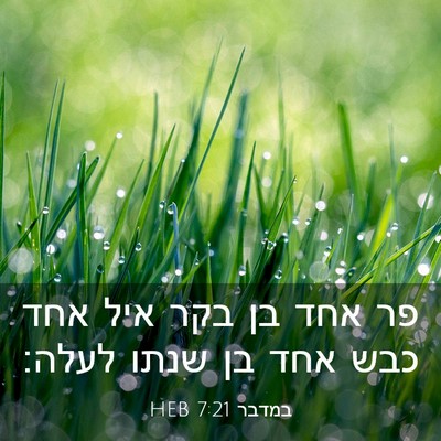 Picture 03 - במדבר 7:21 HEB - פר אחד בן בקר איל אחד כבש - Bible Verse Picture