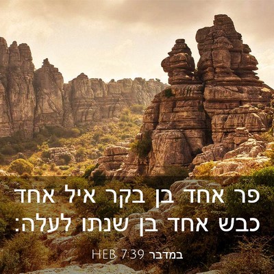 Picture 03 - במדבר 7:39 HEB - פר אחד בן בקר איל אחד כבש - Bible Verse Picture