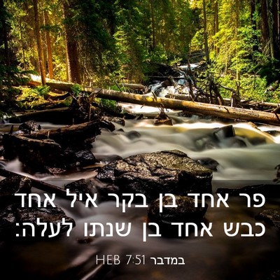 Picture 03 - במדבר 7:51 HEB - פר אחד בן בקר איל אחד כבש - Bible Verse Picture