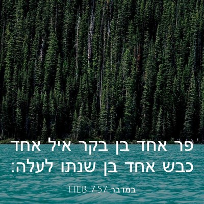 Picture 03 - במדבר 7:57 HEB - פר אחד בן בקר איל אחד כבש - Bible Verse Picture
