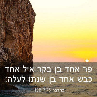 Picture 03 - במדבר 7:75 HEB - פר אחד בן בקר איל אחד כבש - Bible Verse Picture