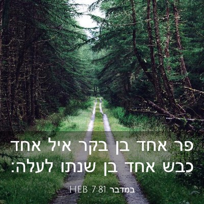 Picture 03 - במדבר 7:81 HEB - פר אחד בן בקר איל אחד כבש - Bible Verse Picture