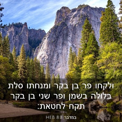 Picture 03 - במדבר 8:8 HEB - ולקחו פר בן בקר ומנחתו סלת - Bible Verse Picture