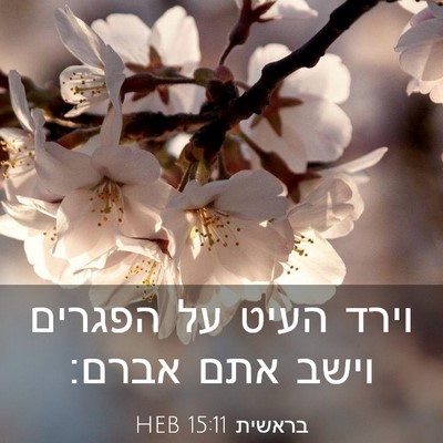 Picture 03 - בראשית 15:11 HEB - וירד העיט על הפגרים וישב - Bible Verse Picture