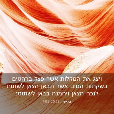 Picture 03 - בראשית 30:38 HEB - ויצג את המקלות אשר פצל - Bible Verse Picture