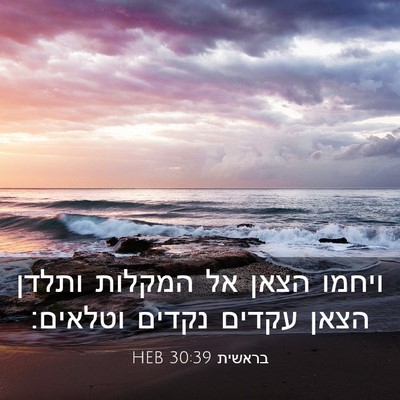 Picture 03 - בראשית 30:39 HEB - ויחמו הצאן אל המקלות ותלדן - Bible Verse Picture