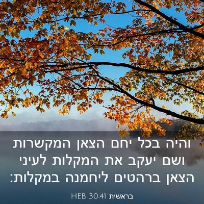 Picture 03 - בראשית 30:41 HEB - והיה בכל יחם הצאן המקשרות - Bible Verse Picture