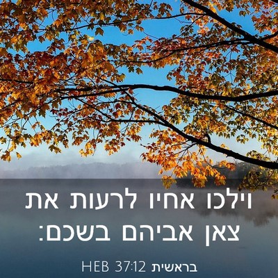 Picture 03 - בראשית 37:12 HEB - וילכו אחיו לרעות את צאן - Bible Verse Picture