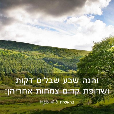 Picture 03 - בראשית 41:6 HEB - והנה שבע שבלים דקות ושדופת - Bible Verse Picture