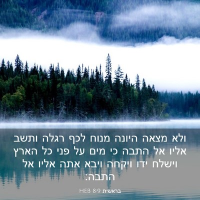 Picture 03 - בראשית 8:9 HEB - ולא מצאה היונה מנוח לכף - Bible Verse Picture