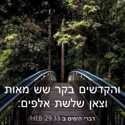 Picture 03 - דברי הימים ב 29:33 HEB - והקדשים בקר שש מאות וצאן - Bible Verse Picture