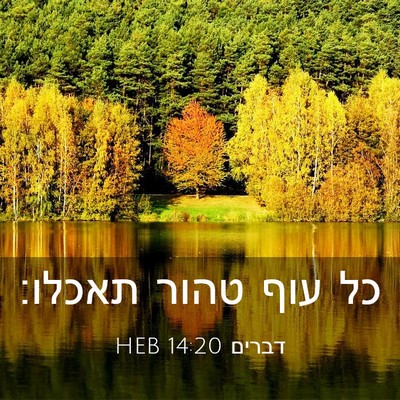 Picture 03 - דברים 14:20 HEB - כל עוף טהור - Bible Verse Picture