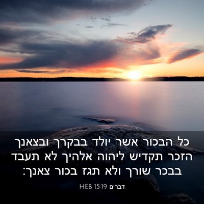 Picture 03 - דברים 15:19 HEB - כל הבכור אשר יולד בבקרך - Bible Verse Picture