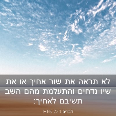 Picture 03 - דברים 22:1 HEB - לא תראה את שור אחיך או את - Bible Verse Picture
