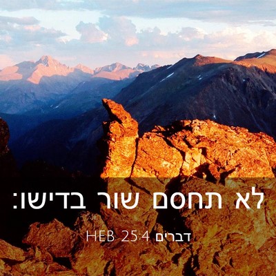 Picture 03 - דברים 25:4 HEB - לא תחסם שור - Bible Verse Picture