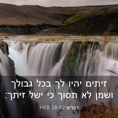 Picture 03 - דברים 28:40 HEB - זיתים יהיו לך בכל גבולך - Bible Verse Picture