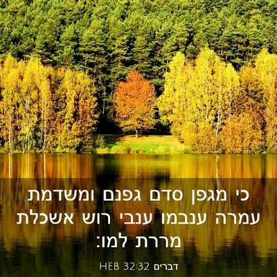 Picture 03 - דברים 32:32 HEB - כי מגפן סדם גפנם ומשדמת - Bible Verse Picture