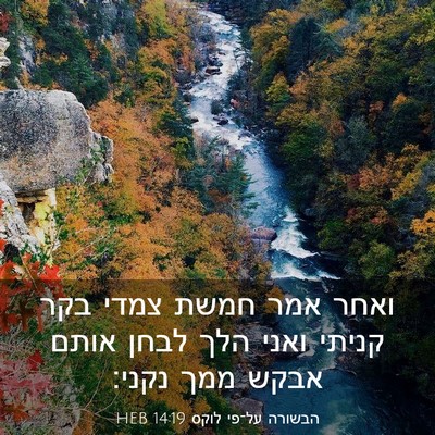 Picture 03 - הבשורה על־פי לוקס 14:19 HEB - ואחר אמר חמשת צמדי בקר - Bible Verse Picture