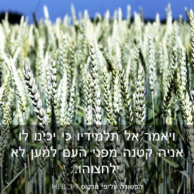 Picture 03 - הבשורה על־פי מרקוס 3:9 HEB - ויאמר אל תלמידיו כי יכינו - Bible Verse Picture