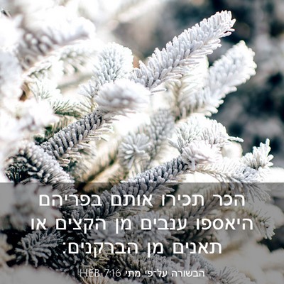 Picture 03 - הבשורה על־פי מתי 7:16 HEB - הכר תכירו אותם בפריהם - Bible Verse Picture