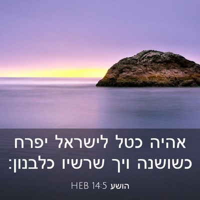 Picture 03 - הושע 14:5 HEB - אהיה כטל לישראל יפרח - Bible Verse Picture
