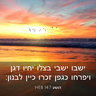 Picture 03 - הושע 14:7 HEB - ישבו ישבי בצלו יחיו דגן - Bible Verse Picture