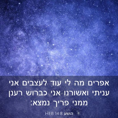 Picture 03 - הושע 14:8 HEB - אפרים מה לי עוד לעצבים אני - Bible Verse Picture