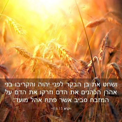 Picture 03 - ויקרא 1:5 HEB - ושחט את בן הבקר לפני יהוה - Bible Verse Picture