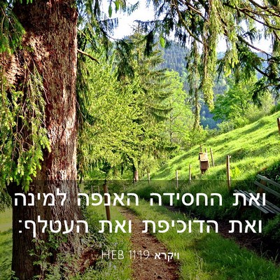 Picture 03 - ויקרא 11:19 HEB - ואת החסידה האנפה למינה ואת - Bible Verse Picture