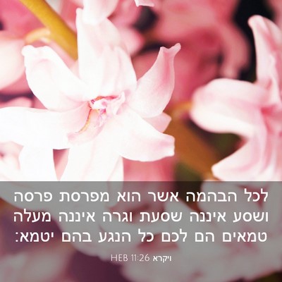 Picture 03 - ויקרא 11:26 HEB - לכל הבהמה אשר הוא מפרסת - Bible Verse Picture