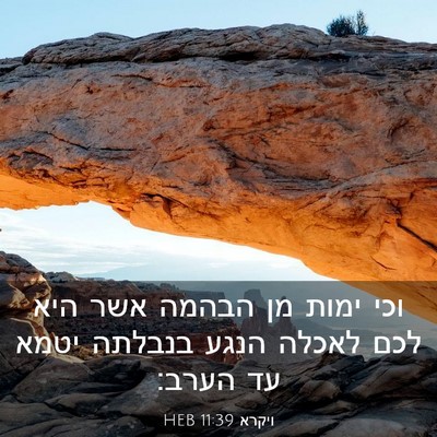 Picture 03 - ויקרא 11:39 HEB - וכי ימות מן הבהמה אשר היא - Bible Verse Picture