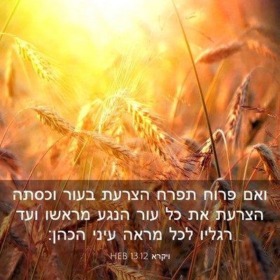 Picture 03 - ויקרא 13:12 HEB - ואם פרוח תפרח הצרעת בעור - Bible Verse Picture