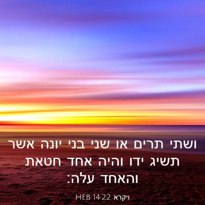 Picture 03 - ויקרא 14:22 HEB - ושתי תרים או שני בני יונה - Bible Verse Picture