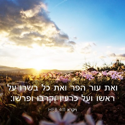 Picture 03 - ויקרא 4:11 HEB - ואת עור הפר ואת כל בשרו על - Bible Verse Picture