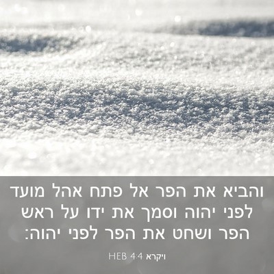 Picture 03 - ויקרא 4:4 HEB - והביא את הפר אל פתח אהל - Bible Verse Picture