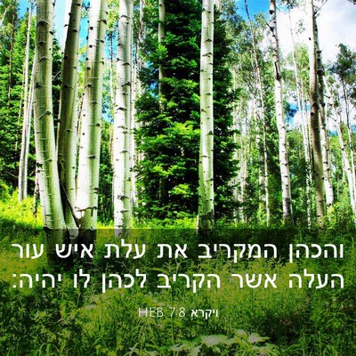 Picture 03 - ויקרא 7:8 HEB - והכהן המקריב את עלת איש עור - Bible Verse Picture