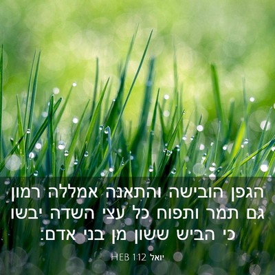 Picture 03 - יואל 1:12 HEB - הגפן הובישה והתאנה אמללה - Bible Verse Picture