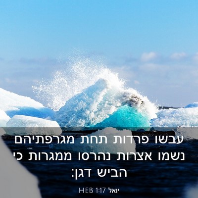 Picture 03 - יואל 1:17 HEB - עבשו פרדות תחת מגרפתיהם - Bible Verse Picture