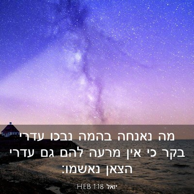 Picture 03 - יואל 1:18 HEB - מה נאנחה בהמה נבכו עדרי בקר - Bible Verse Picture