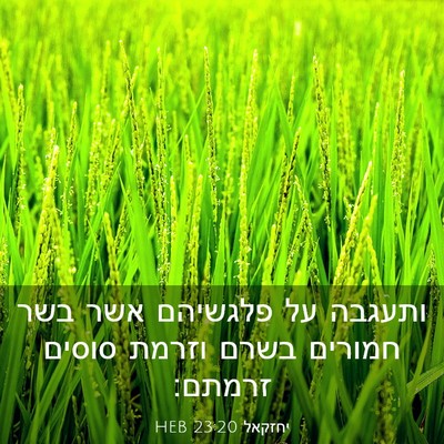 Picture 03 - יחזקאל 23:20 HEB - ותעגבה על פלגשיהם אשר בשר - Bible Verse Picture