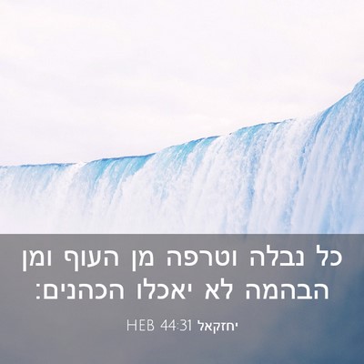 Picture 03 - יחזקאל 44:31 HEB - כל נבלה וטרפה מן העוף ומן - Bible Verse Picture
