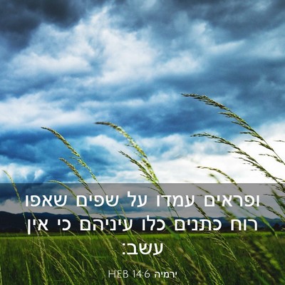 Picture 03 - ירמיה 14:6 HEB - ופראים עמדו על שפים שאפו - Bible Verse Picture