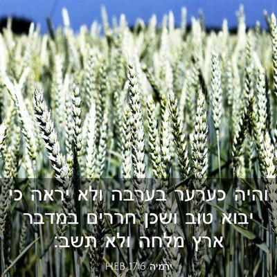 Picture 03 - ירמיה 17:6 HEB - והיה כערער בערבה ולא יראה - Bible Verse Picture