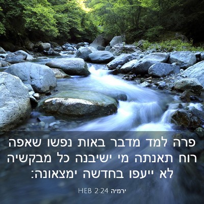 Picture 03 - ירמיה 2:24 HEB - פרה למד מדבר באות נפשו שאפה - Bible Verse Picture