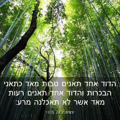 Picture 03 - ירמיה 24:2 HEB - הדוד אחד תאנים טבות מאד - Bible Verse Picture